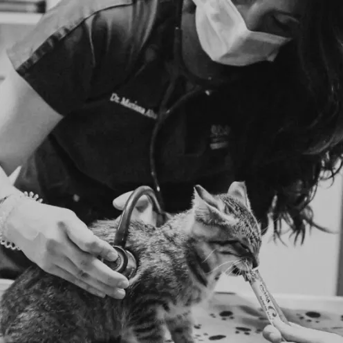 Doctor using a stethoscope to examine a cat